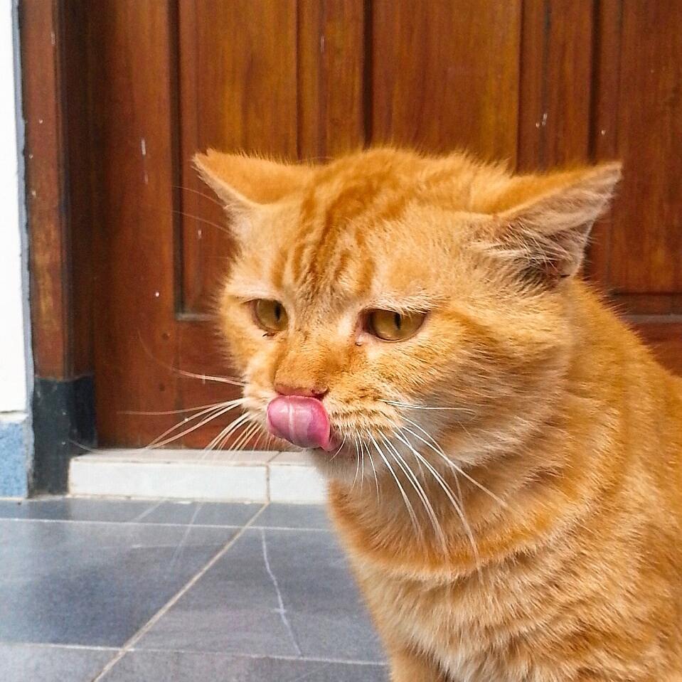 Wingko Babang berkembang